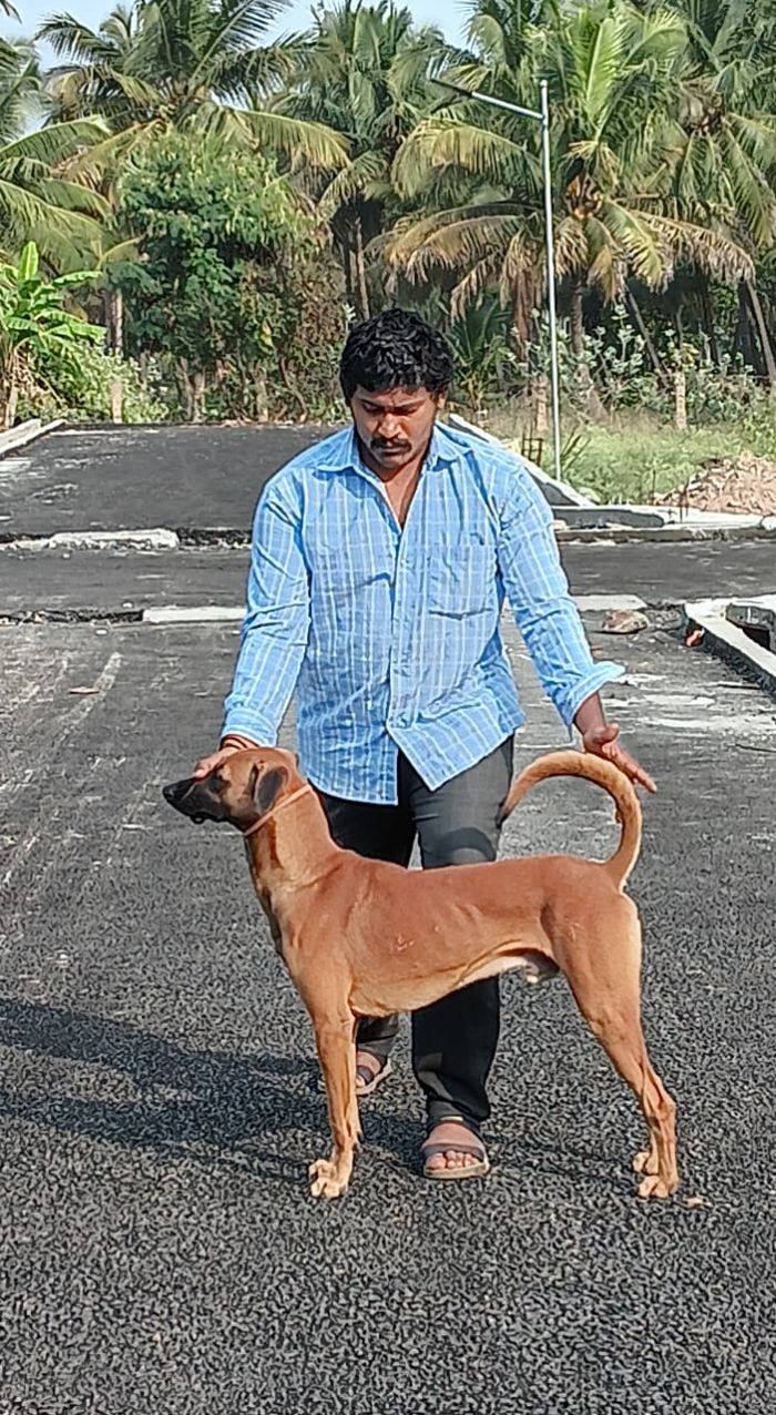 DogsIndia.com - Kombai - Anish