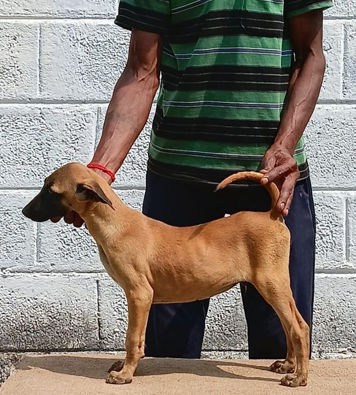 DogsIndia.com - Kombai - Anish