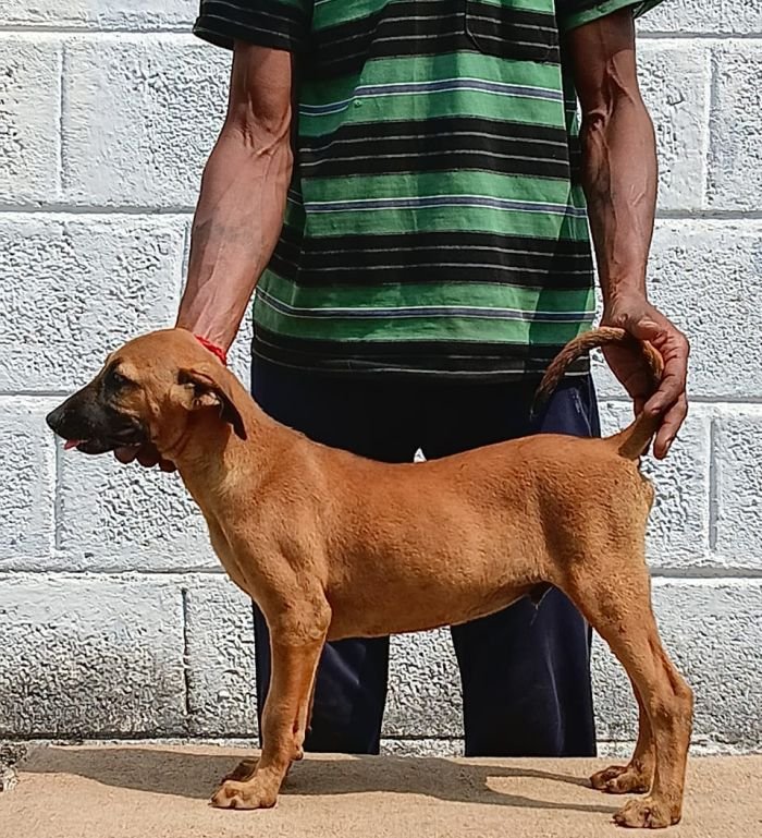 DogsIndia.com - Kombai - Anish