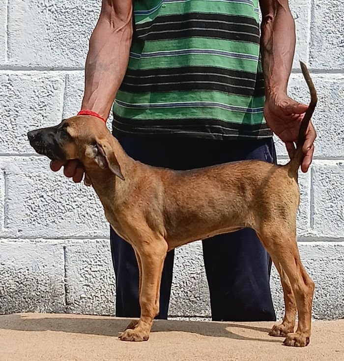 DogsIndia.com - Kombai - Anish