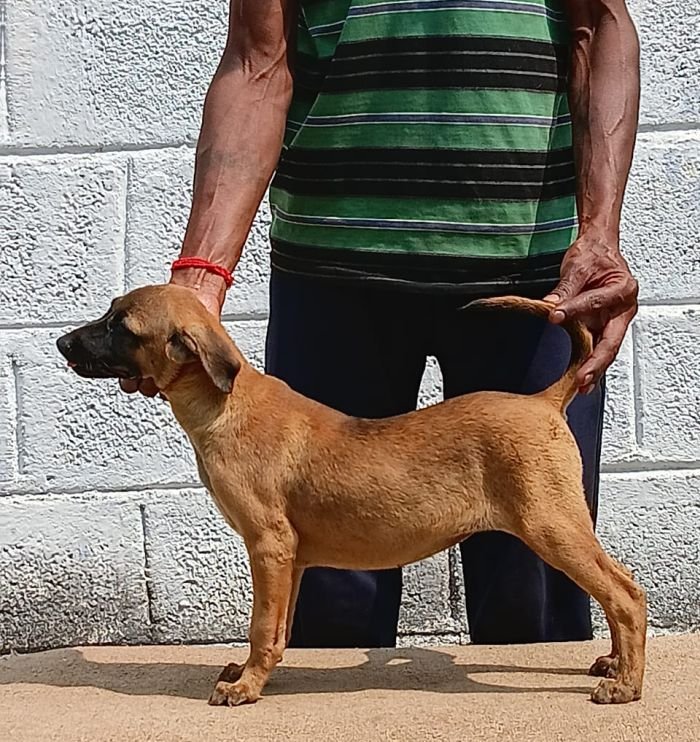 DogsIndia.com - Kombai - Anish