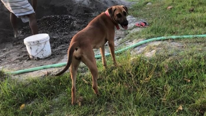 DogsIndia.com - Kombai - Jawaharbabu