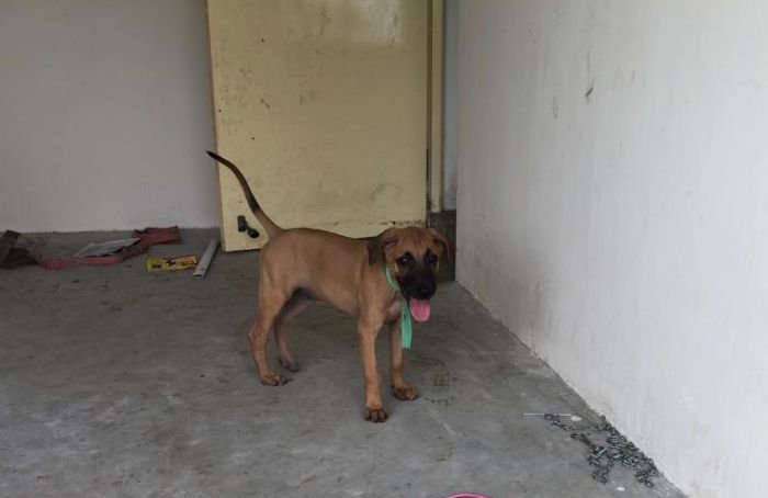 DogsIndia.com - Kombai - Jawaharbabu