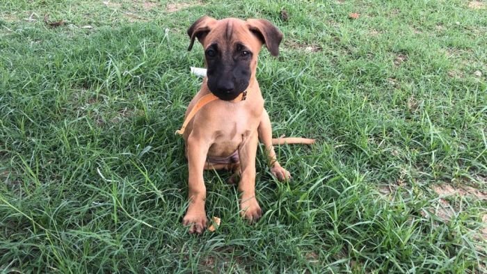 DogsIndia.com - Kombai - Jawaharbabu