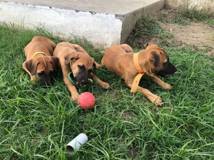 DogsIndia.com - Kombai - Jawaharbabu