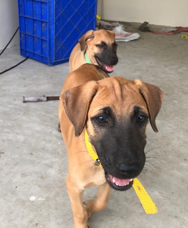 DogsIndia.com - Kombai - Jawaharbabu