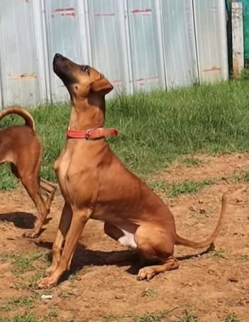 DogsIndia.com - Kombai - Jawaharbabu