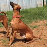 DogsIndia.com - Kombai - Jawaharbabu