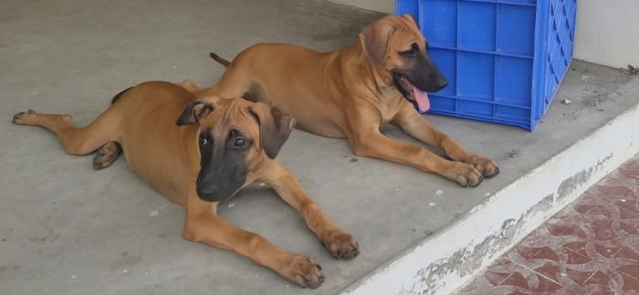 DogsIndia.com - Kombai - Jawaharbabu