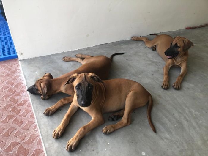 DogsIndia.com - Kombai - Jawaharbabu