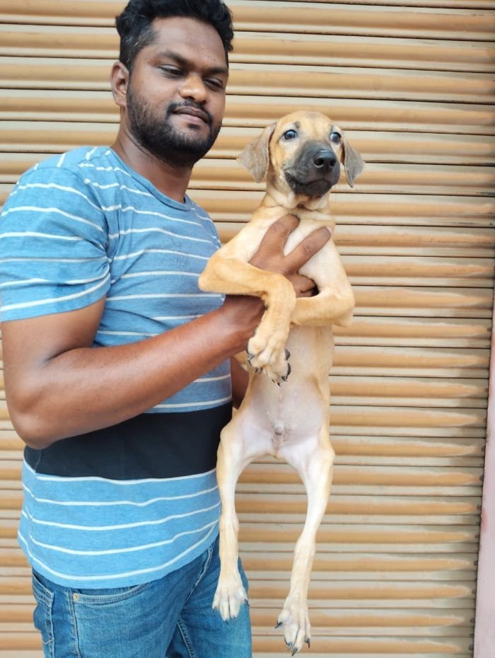 DogsIndia.com - Kombai - Karthick