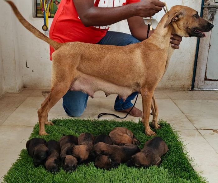 DogsIndia.com - Kombai - Karthick