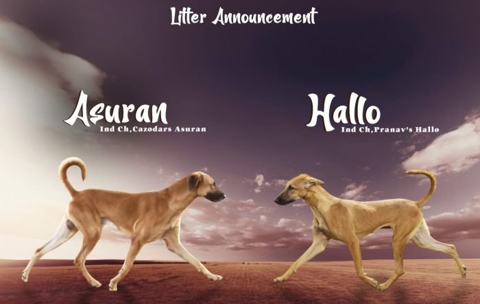 DogsIndia.com - Kombai - Karthick
