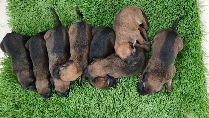 DogsIndia.com - Kombai - Karthick
