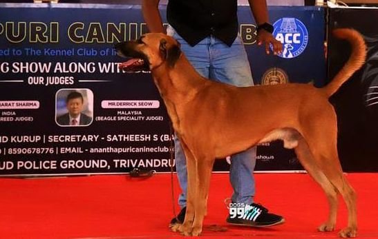 DogsIndia.com - Kombai - Karthick