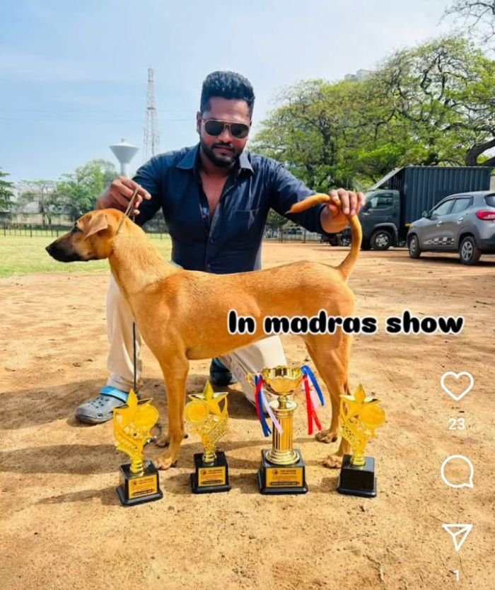 DogsIndia.com - Kombai - Karthick