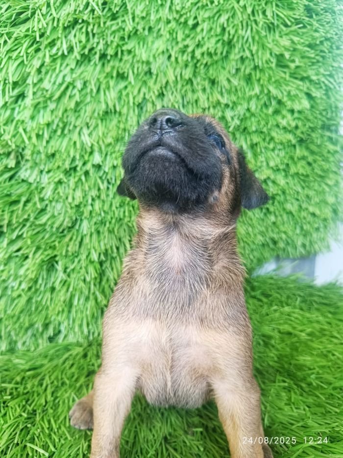 DogsIndia.com - Kombai - Karthick
