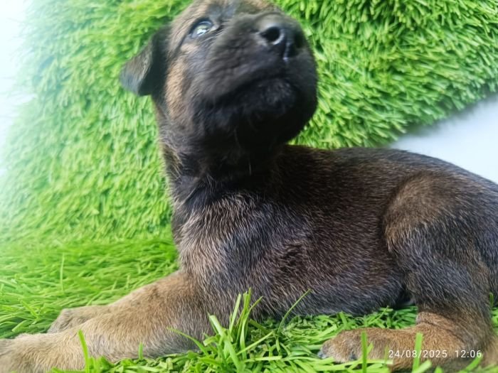 DogsIndia.com - Kombai - Karthick