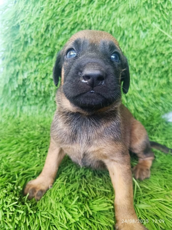 DogsIndia.com - Kombai - Karthick