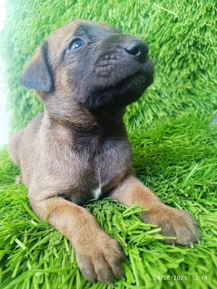 DogsIndia.com - Kombai - Karthick