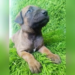 DogsIndia.com - Kombai - Karthick