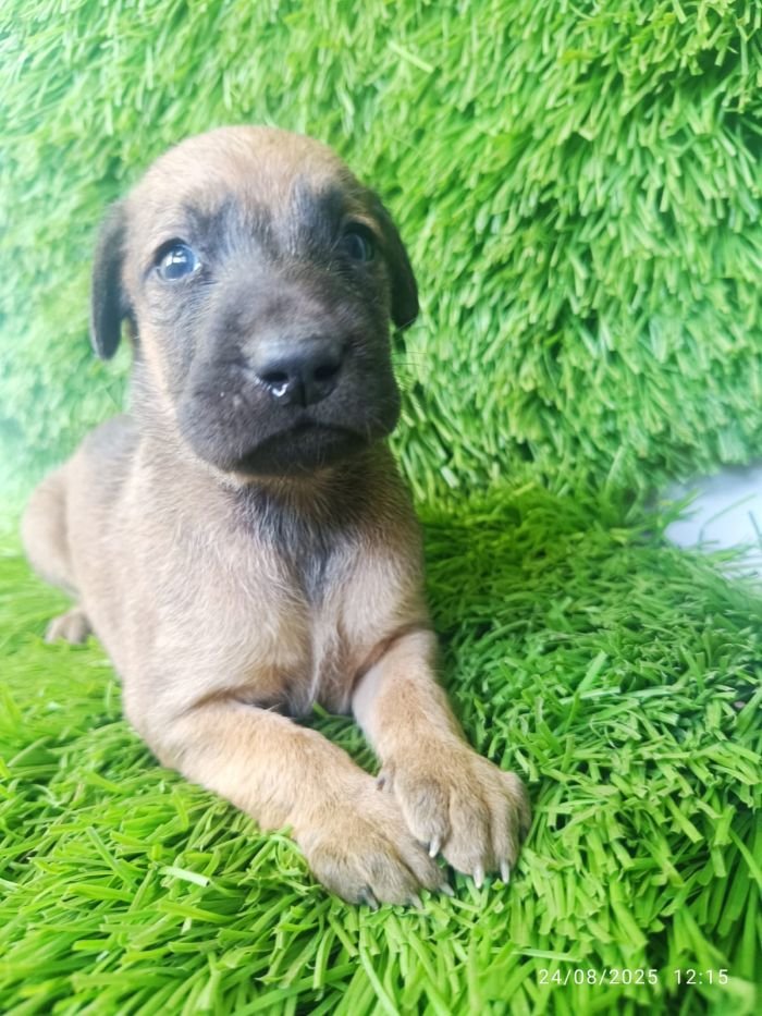 DogsIndia.com - Kombai - Karthick