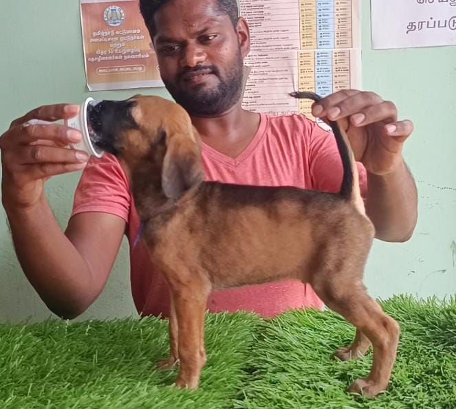 DogsIndia.com - Kombai - Karthick