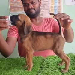 DogsIndia.com - Kombai - Karthick
