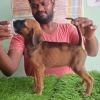 DogsIndia.com - Kombai - Karthick