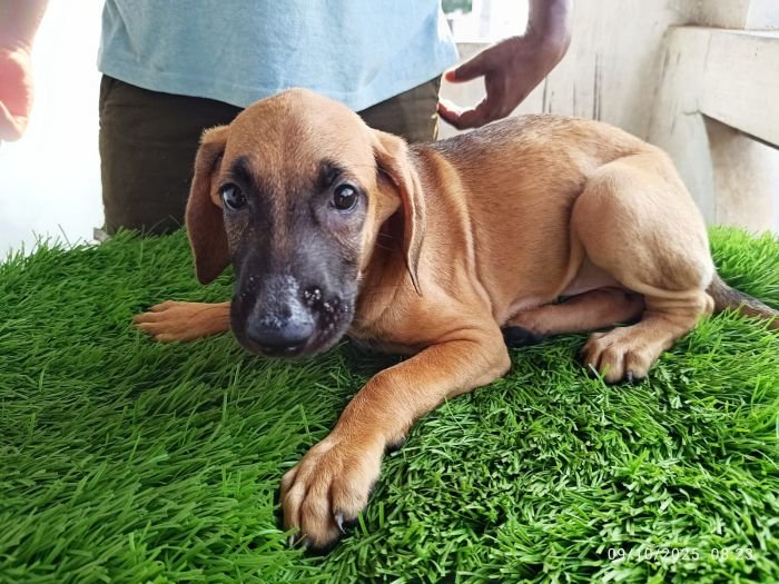 DogsIndia.com - Kombai - Karthick