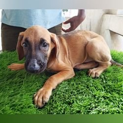 DogsIndia.com - Kombai - Karthick