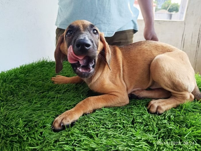 DogsIndia.com - Kombai - Karthick