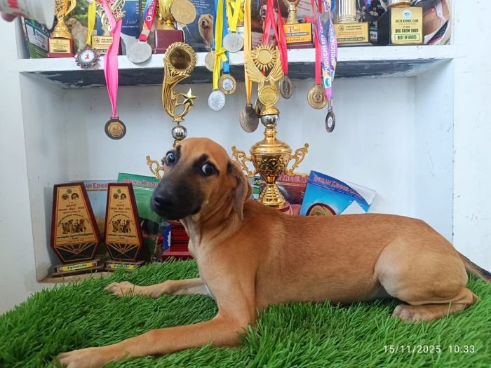 DogsIndia.com - Kombai - Karthick