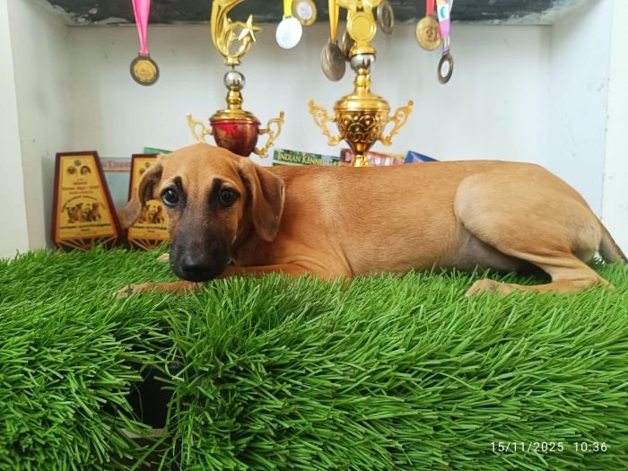 DogsIndia.com - Kombai - KarthickDogsIndia.com - Kombai - Karthick