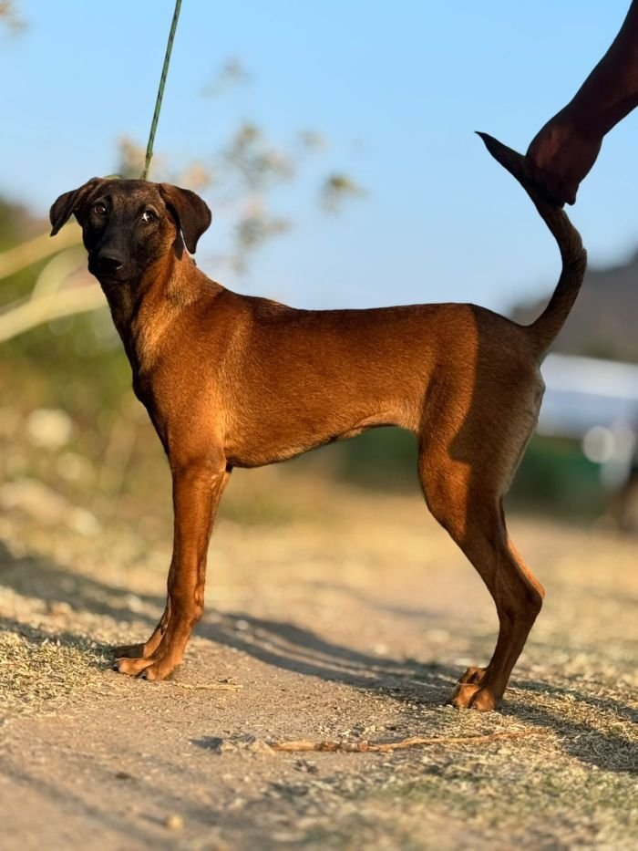 DogsIndia.com - Kombai - Karthick