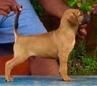 DogsIndia.com - Kombai - Prasanna