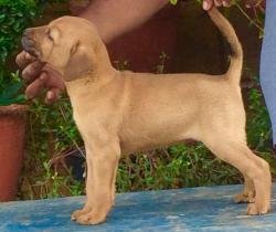 DogsIndia.com - Kombai - Prasanna