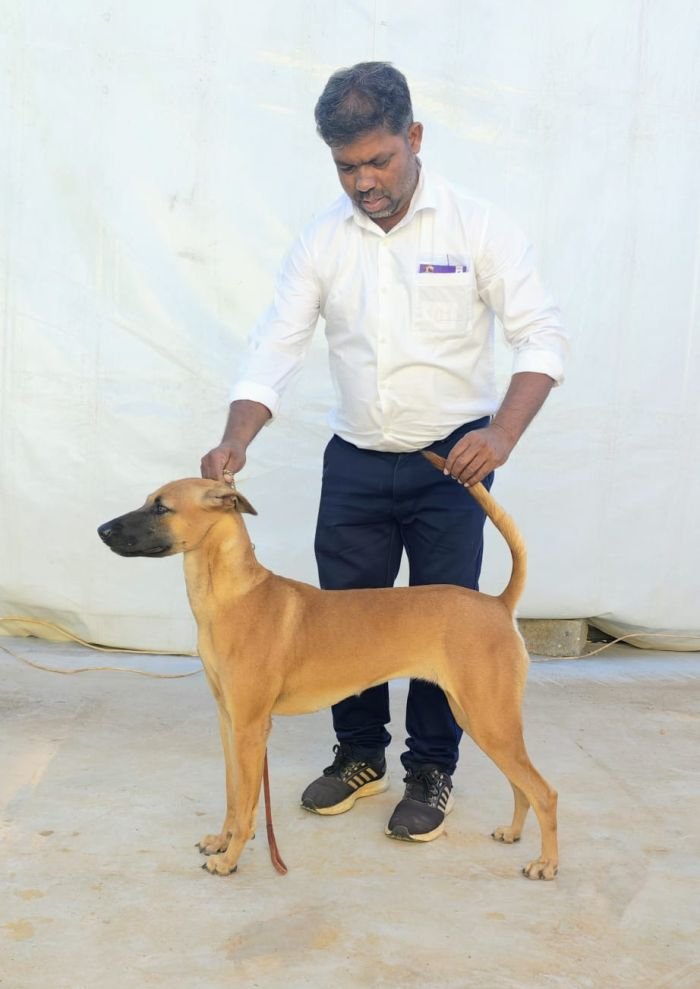DogsIndia.com - Kombai - Sam