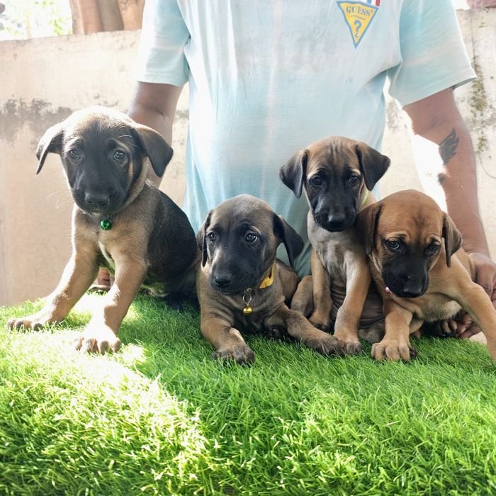 kombai_sam_litter1_puppy1a_12-2-26