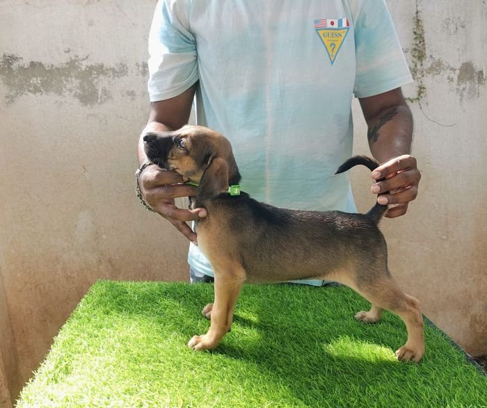 kombai_sam_litter1_puppy1a_12-2-26