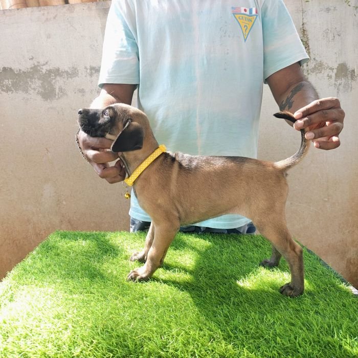 kombai_sam_litter1_puppy1a_12-2-26