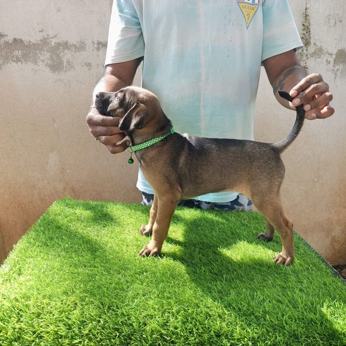 kombai_sam_litter1_puppy1a_12-2-26