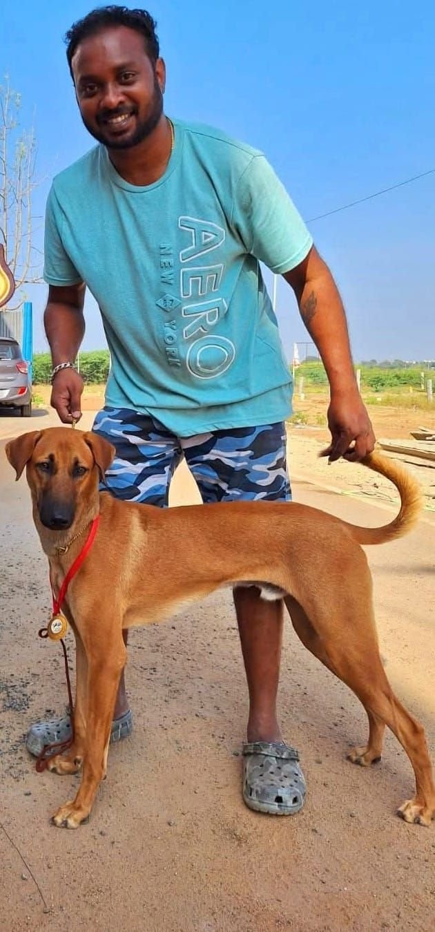 DogsIndia.com - Kombai - Sam