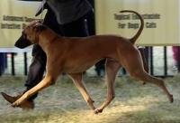 DogsIndia.com - Kombai - Tazi Kennels