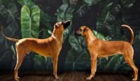 DogsIndia.com - Kombai - WinBro's Kennel