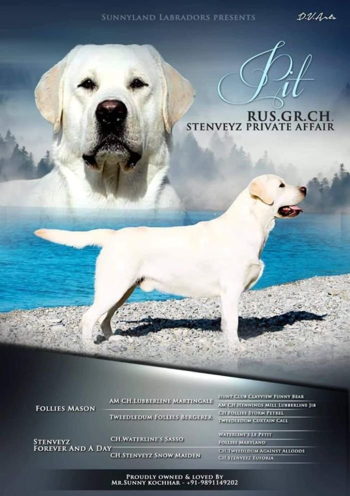 DogsIndia.com - Labrador Retriever - Aishu Kennels