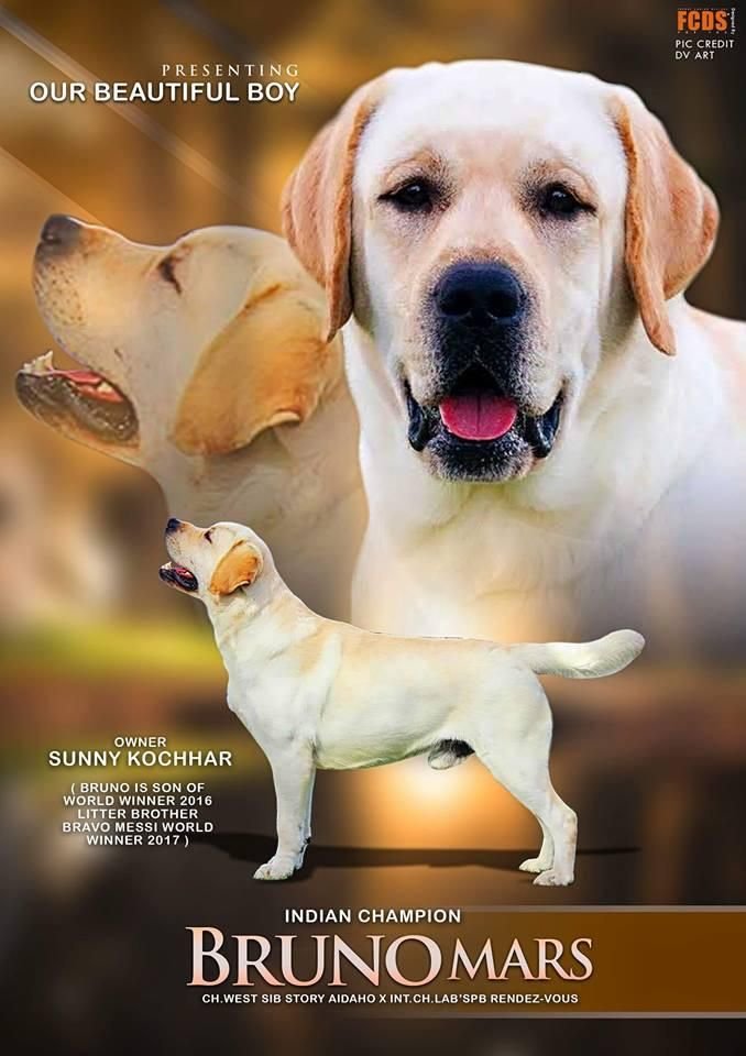 DogsIndia.com - Labrador Retriever - Aishu Kennels