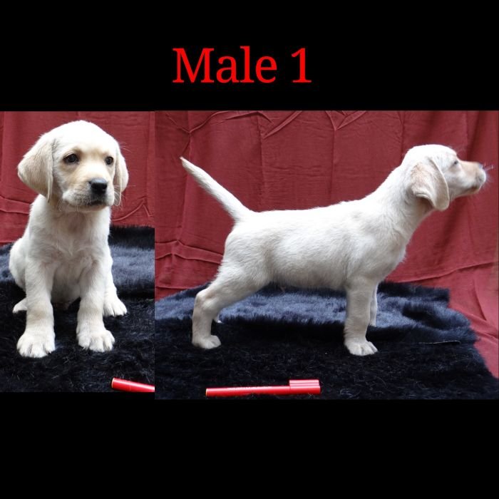 DogsIndia.com - Labrador Retriever - Aishu Kennels