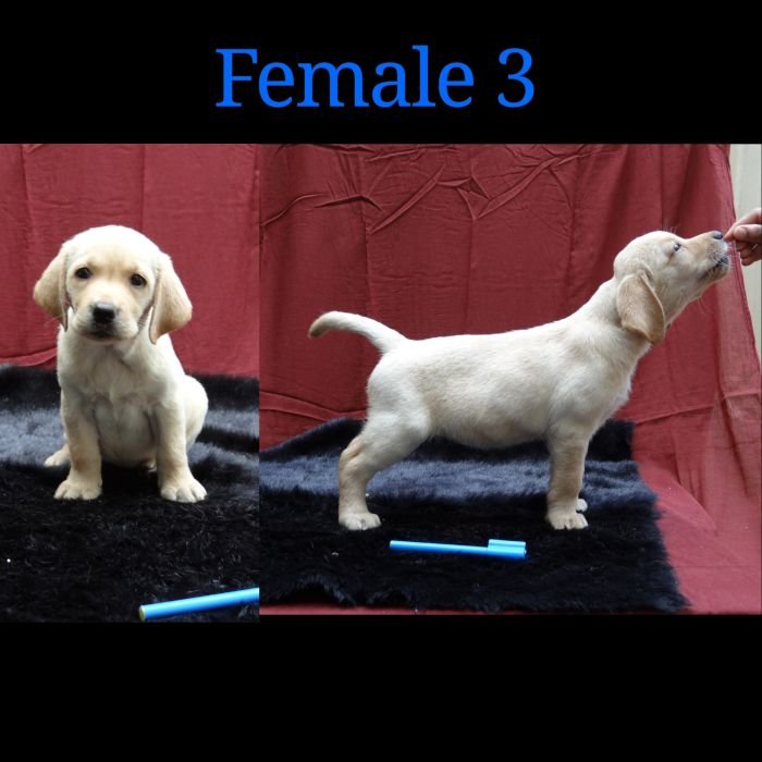 DogsIndia.com - Labrador Retriever - Aishu Kennels