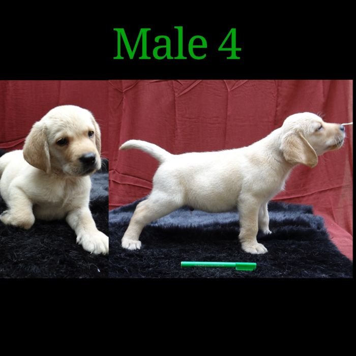 DogsIndia.com - Labrador Retriever - Aishu Kennels